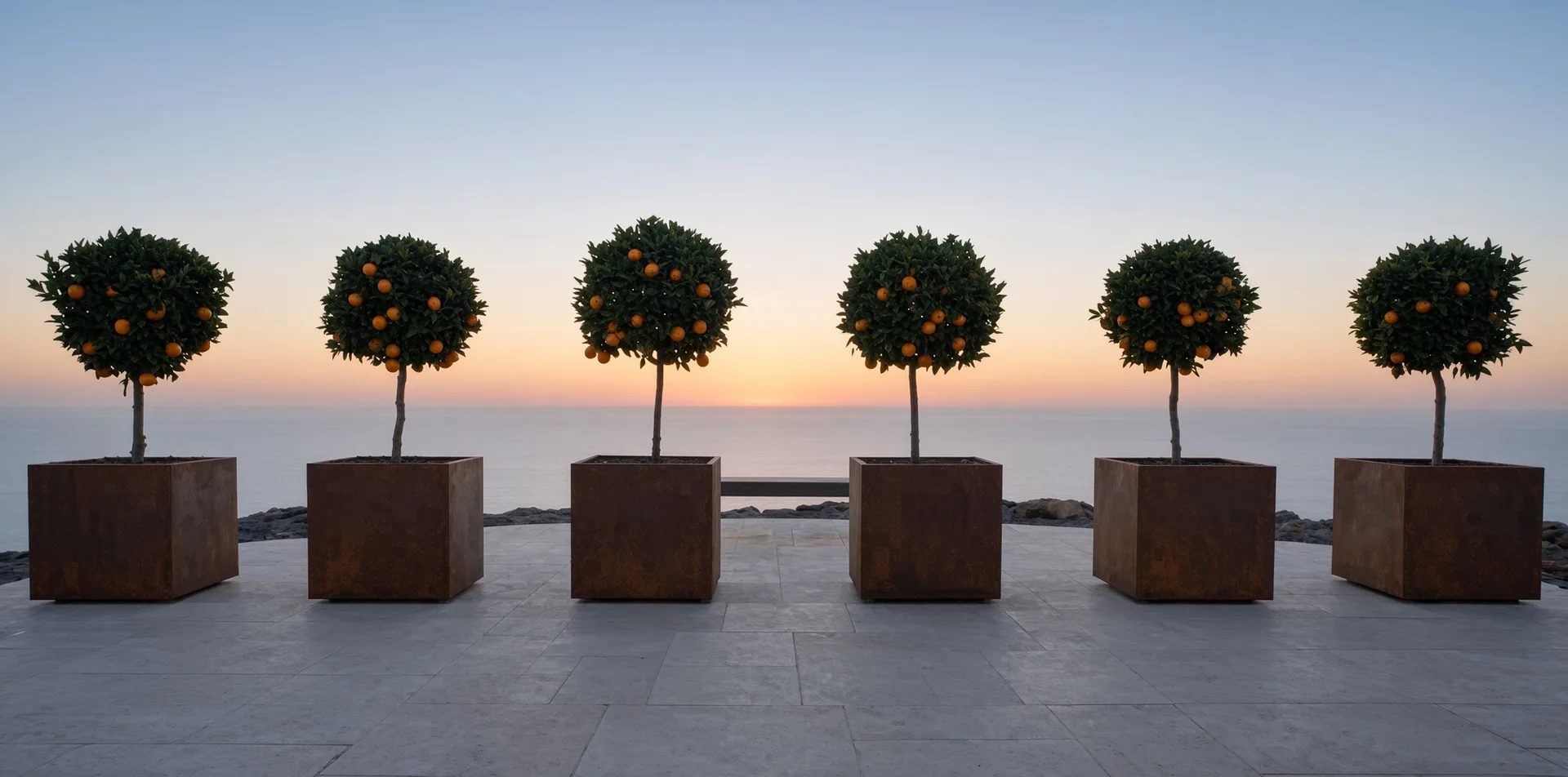 Rangée de jardinières carrées Cybèle en acier Corten plantées d'orangers sur une terrasse face à la mer au crépuscule