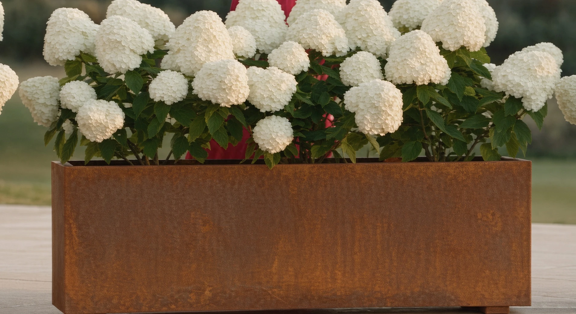 Jardinière rectangulaire Déméter en acier Corten vue de face, débordant d'hortensias blancs au crépuscule
