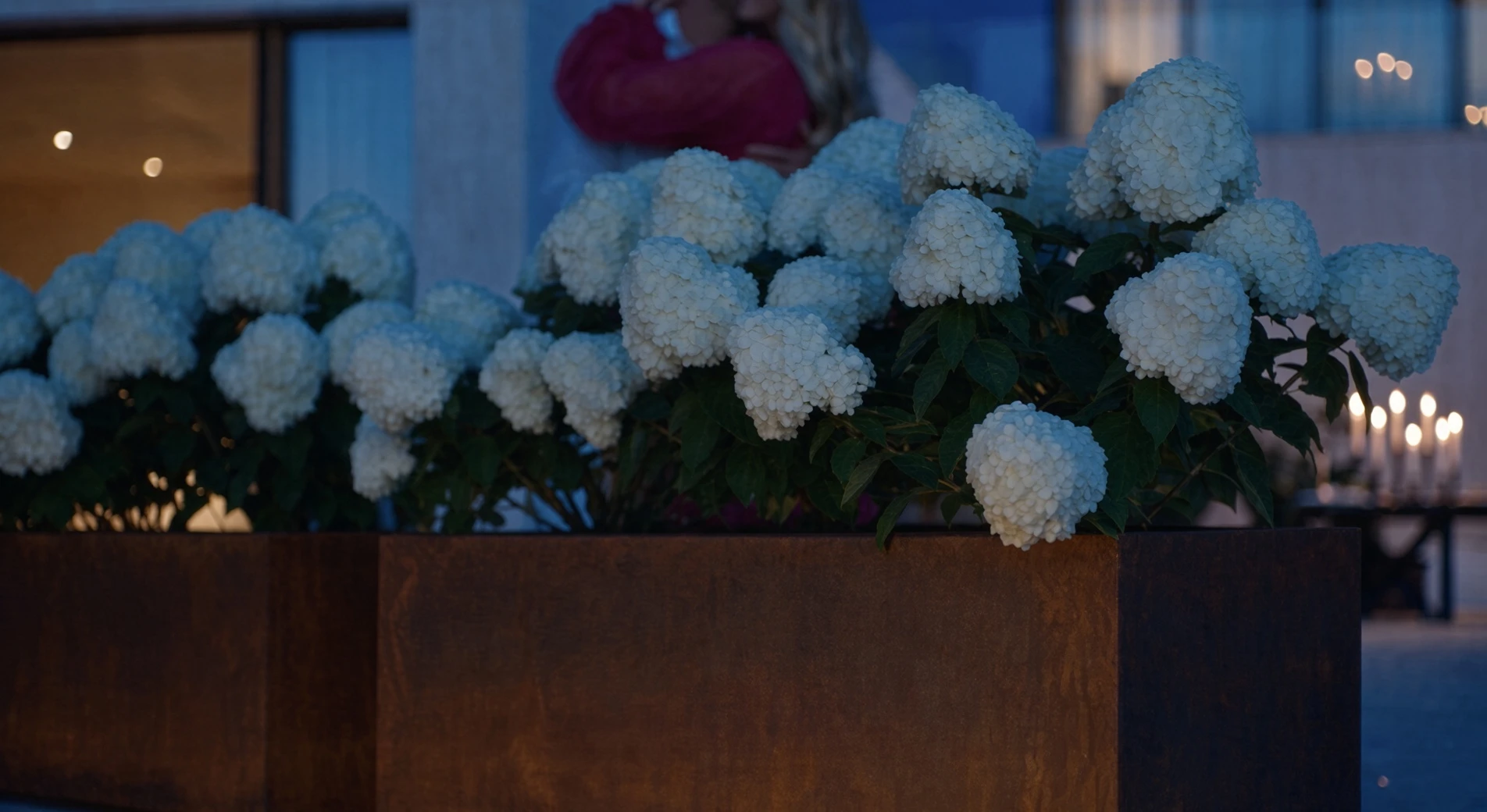 Jardinière rectangulaire Déméter en acier Corten fleurie d'hortensias blancs à la tombée de la nuit, lumières derrière