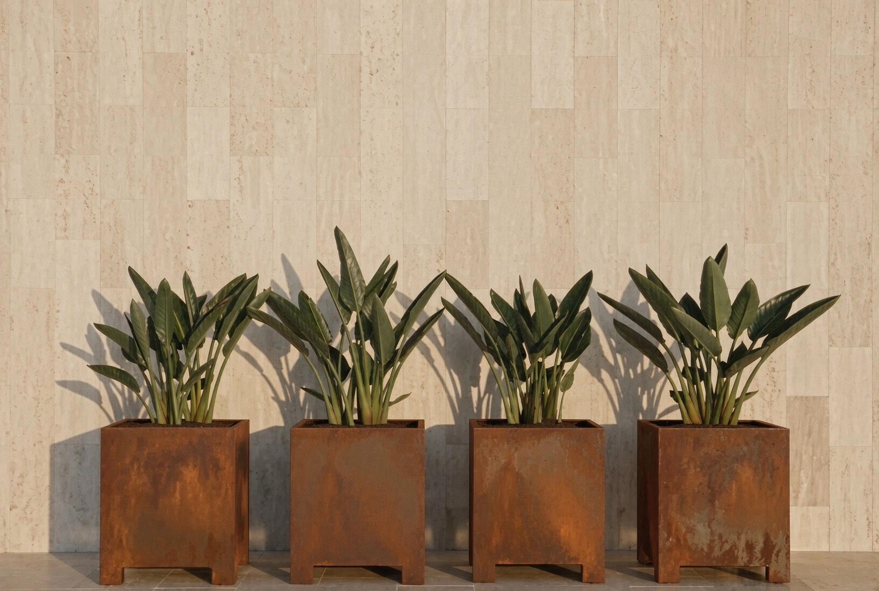 Quatre jardinières carrées Thalie en acier Corten sur pieds plantées de strelitzias, alignées contre un mur en pierre